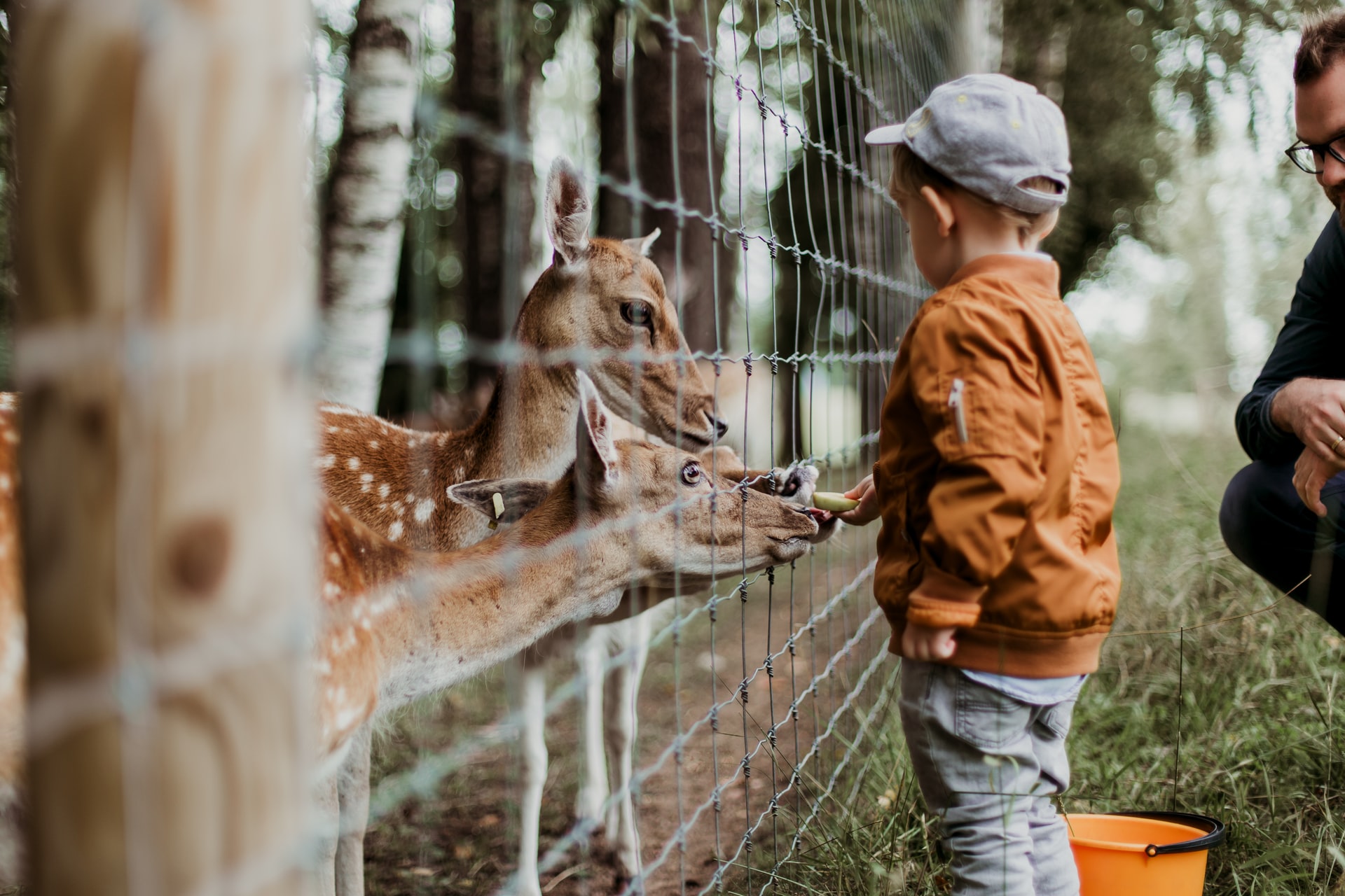 things to do in oakland boy feeding a giraffe in Oakland Zoo